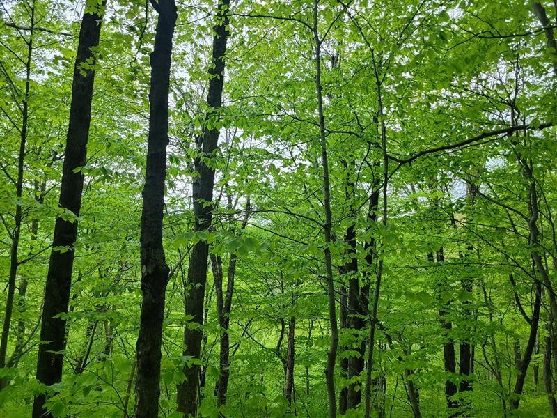 White Mountain Forestry Project
