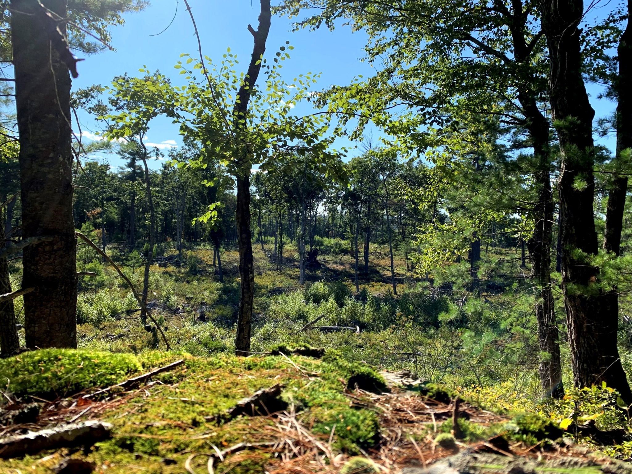 Hartwood Forestry Project