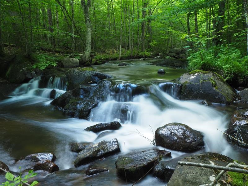 Eagle Mountain Forestry Project