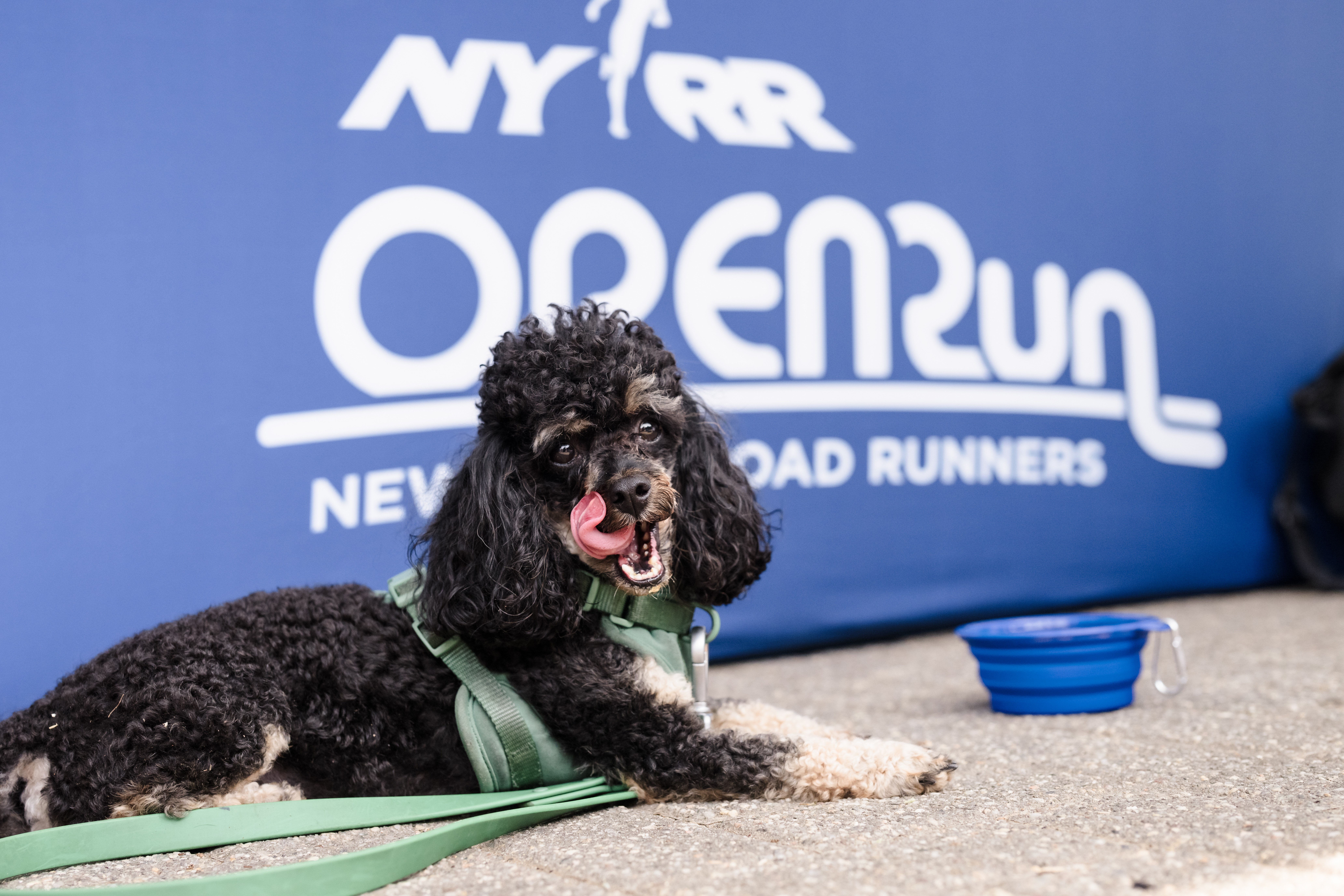 Open Run Dog